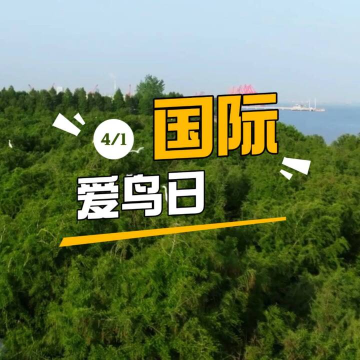 4月1日是国际爱鸟日，在靖江，有一个群体，他们走遍城市各个角落，用相机记录了靖江近百种鸟类的身影。