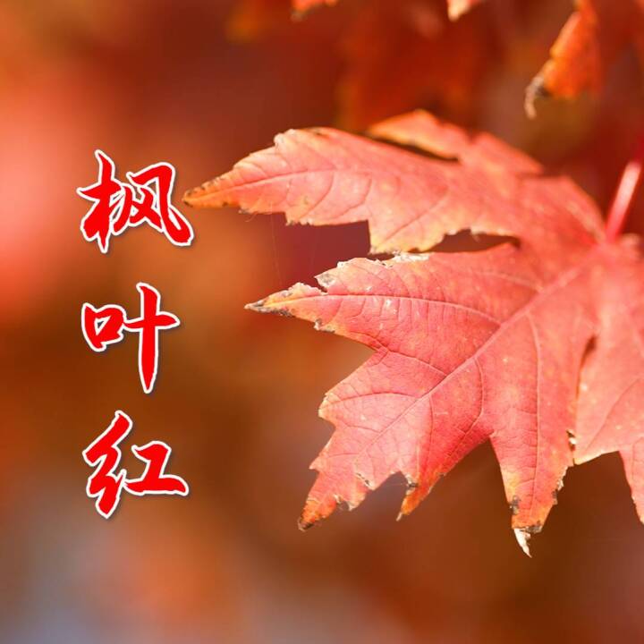 又是一年枫叶季