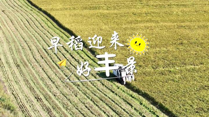 城南早稻迎来好“丰”景