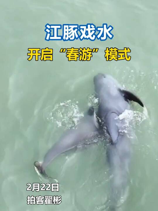 春江水暖豚先知