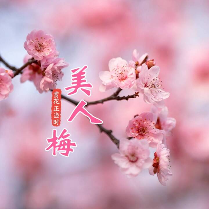 十圩港边的美人梅