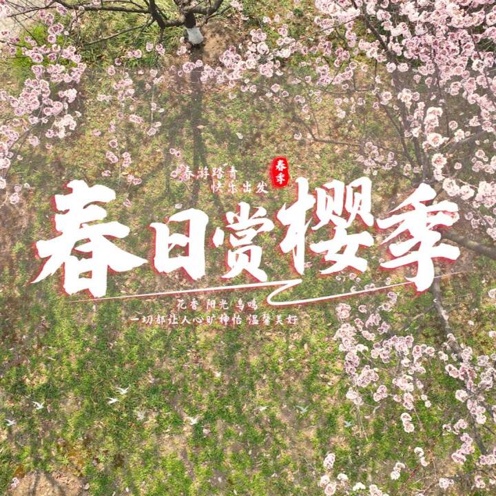 真武河畔的早樱悄然绽放