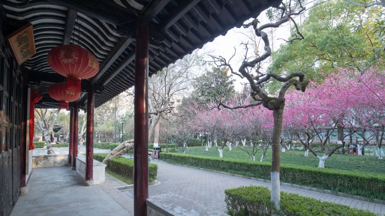 靖江的梅花开了
